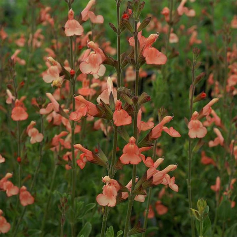 Salvia jamensis California Sunset - Struiksalie (Bloei)