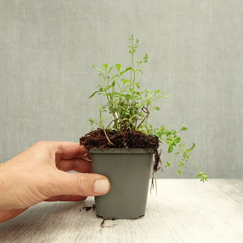 Exemplaar van Salvia jamensis Carolus - Struiksalie Kweekpotje van 8/9 cm zoals geleverd in de herfst