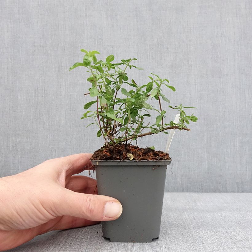 Example of Salvia jamensis Carolus - Struiksalie Kweekpotje van 8/9 cm as you get in hiver