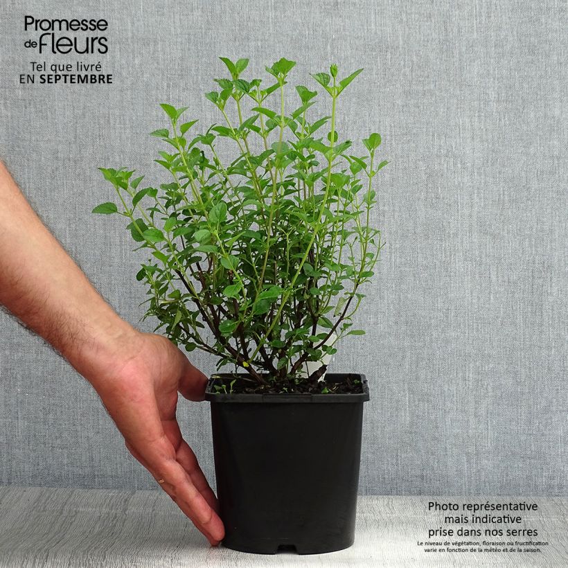 Exemplaar van Salvia jamensis Delice Roselilac - Struiksalie Pot van 2 l/3 l zoals geleverd in de zomer