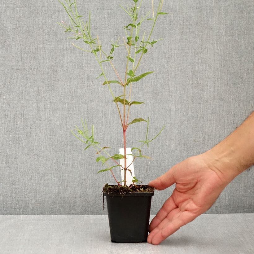 Exemplaar van Salvia sylvestris Dear Anja - Bossalie Kweekpotje van 8/9 cm zoals geleverd in de zomer