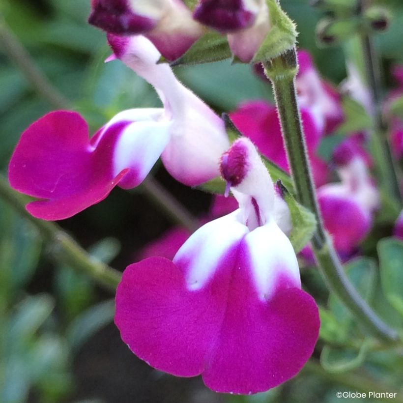 Salvia greggii Cherry Lips - Herfstsalie (Bloei)