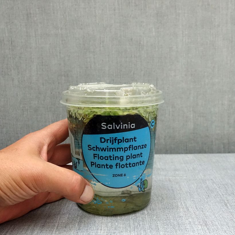 Exemplaar van Salvinia natans - Kleine vlotvaren Doos zoals geleverd in de lente
