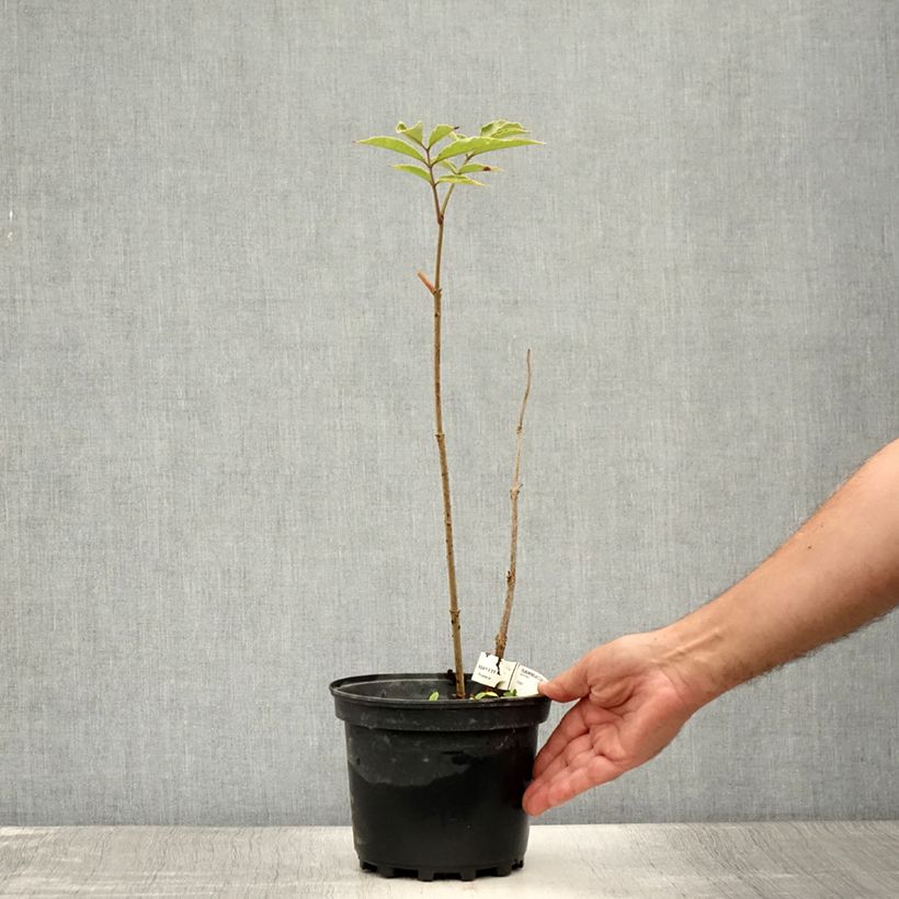 Exemplaar van Sambucus Chocolate Marzipan - Gewone vlier Pot van 3 l/4 l zoals geleverd in de zomer