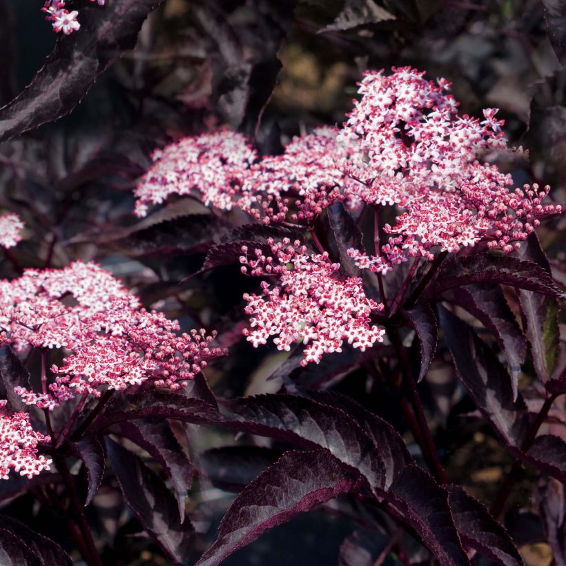 Sambucus nigra Black Beauty - Gewone vlier (Bloei)