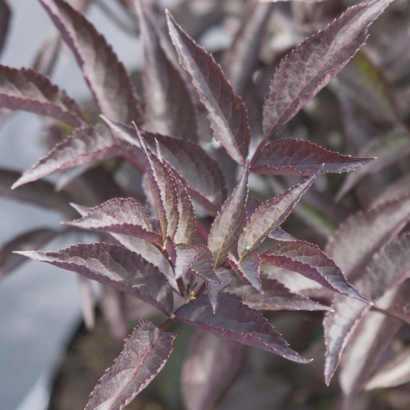 Sambucus nigra Black Beauty - Gewone vlier (Blad)