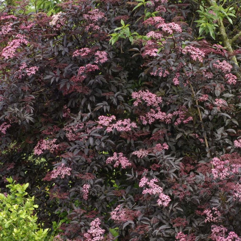 Sambucus nigra Black Beauty - Gewone vlier (Groeiplaats)