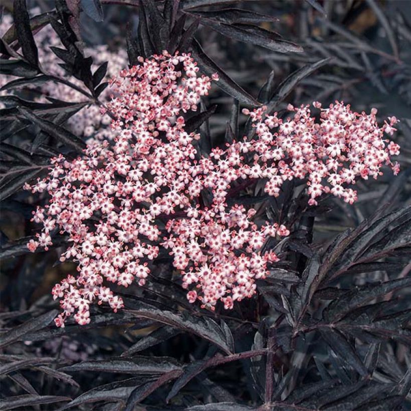 Sambucus nigra Black Lace - Gewone vlier (Bloei)