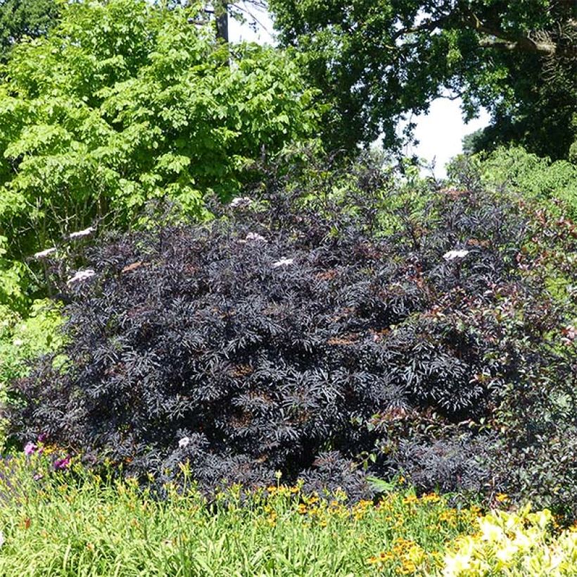Sambucus nigra Black Lace - Gewone vlier (Groeiplaats)