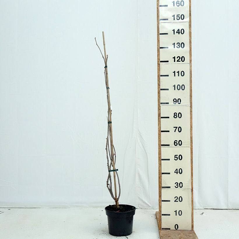 Exemplaar van Sambucus nigra Monstrosa - Gewone vlier Pot van 4 l/5 l zoals geleverd in de herfst