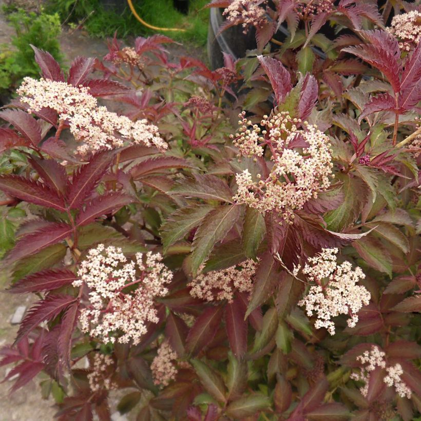 Sambucus nigra Serenade - Gewone vlier (Bloei)