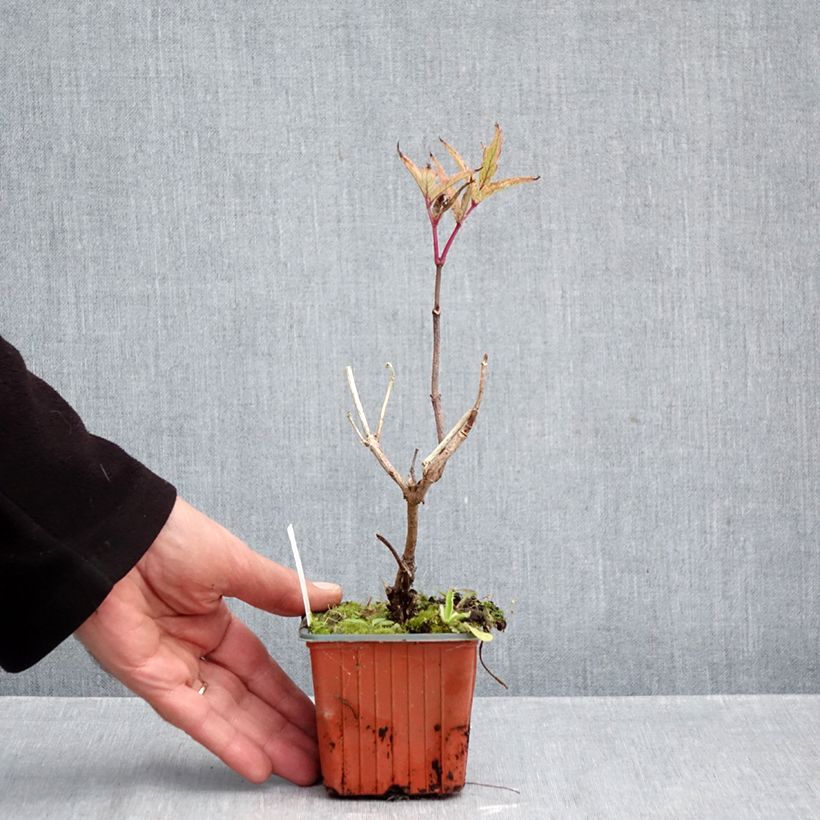 Exemplaar van Sambucus nigra Serenade - Gewone vlier Kweekpotje van 8/9 cm zoals geleverd in de herfst
