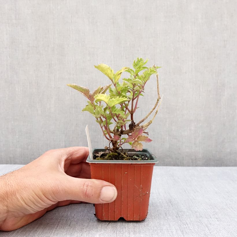 Exemplaar van Sambucus nigra Serenade - Gewone vlier Kweekpotje van 8/9 cm zoals geleverd in de lente