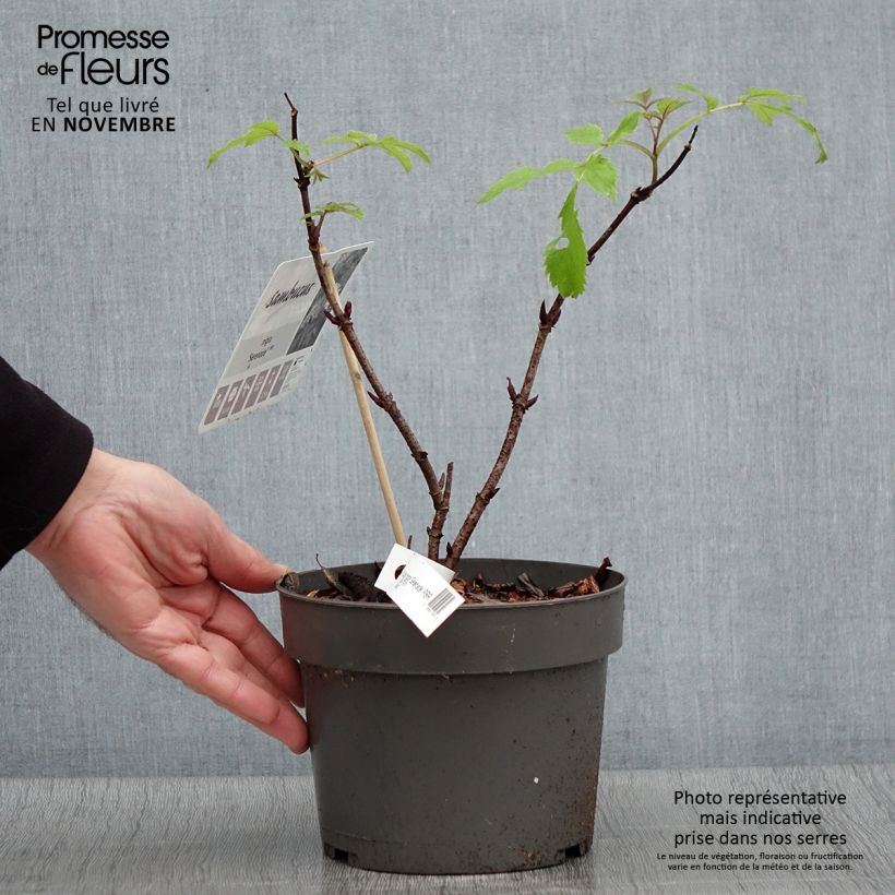 Exemplaar van Sambucus nigra Serenade - Gewone vlier Pot van 3 l/4 l zoals geleverd in de herfst