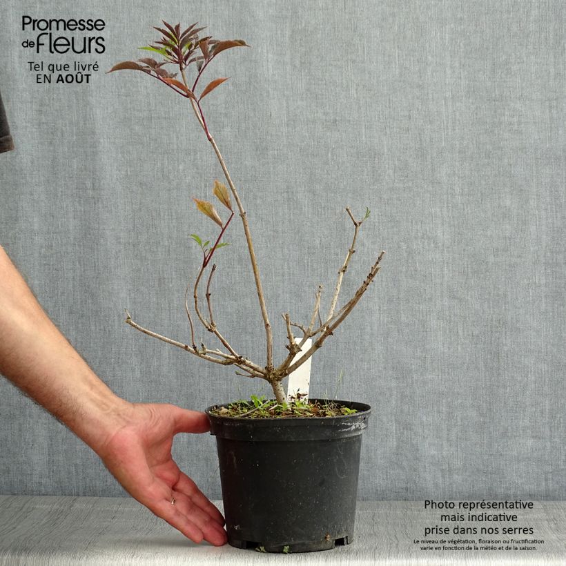 Exemplaar van Sambucus nigra Thundercloud - Gewone vlier Pot van 3 l/4 l zoals geleverd in de zomer