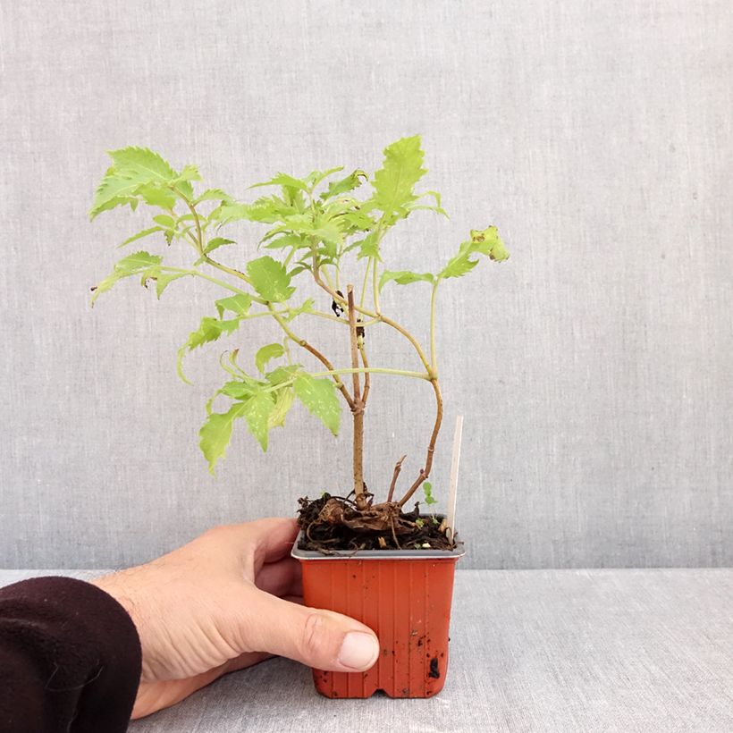 Exemplaar van Sambucus racemosa Plumosa Aurea - Trosvlier Kweekpotje van 8/9 cm zoals geleverd in de herfst