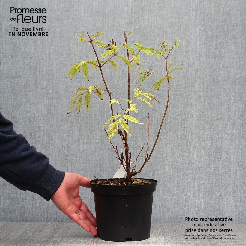 Exemplaar van Sambucus racemosa Plumosa Aurea - Trosvlier Pot van 2 l/3 l zoals geleverd in de herfst