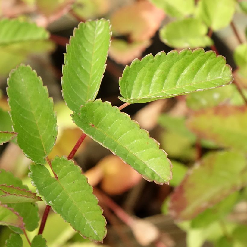 Sanguisorba hakusanensis Pink Brushes - Pimpernel (Blad)