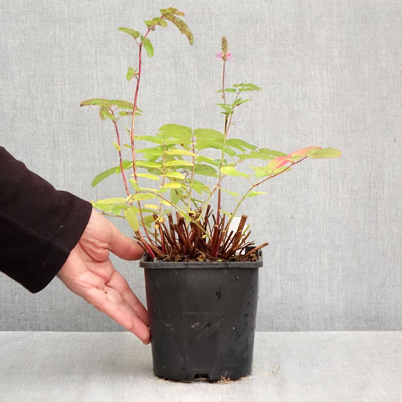 Exemplaar van Sanguisorba hakusanensis Pink Brushes - Pimpernel Pot van 2 l/3 l zoals geleverd in de herfst