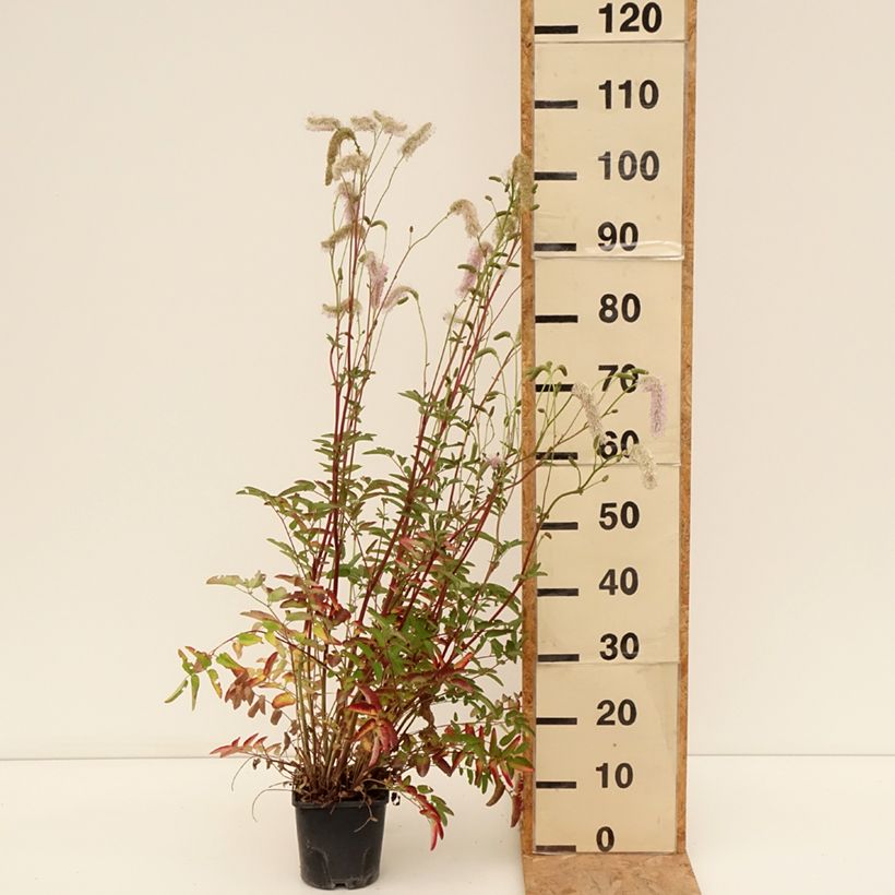 Exemplaar van Sanguisorba hakusanensis Pink Brushes - Pimpernel Pot van 2 l/3 l zoals geleverd in de zomer