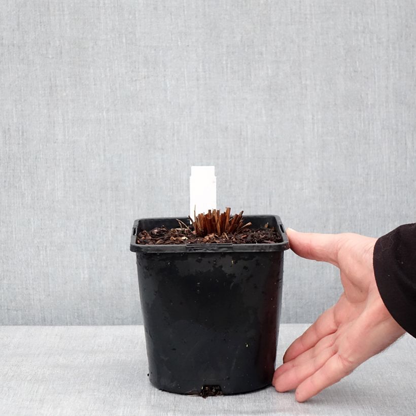 Exemplaar van Sanguisorba hakusanensis Pink Brushes - Pimpernel Pot van 2 l/3 l zoals geleverd in de winter
