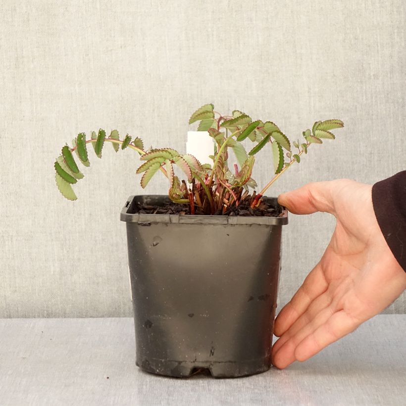 Exemplaar van Sanguisorba hakusanensis Pink Brushes - Pimpernel Pot van 2 l/3 l zoals geleverd in de lente