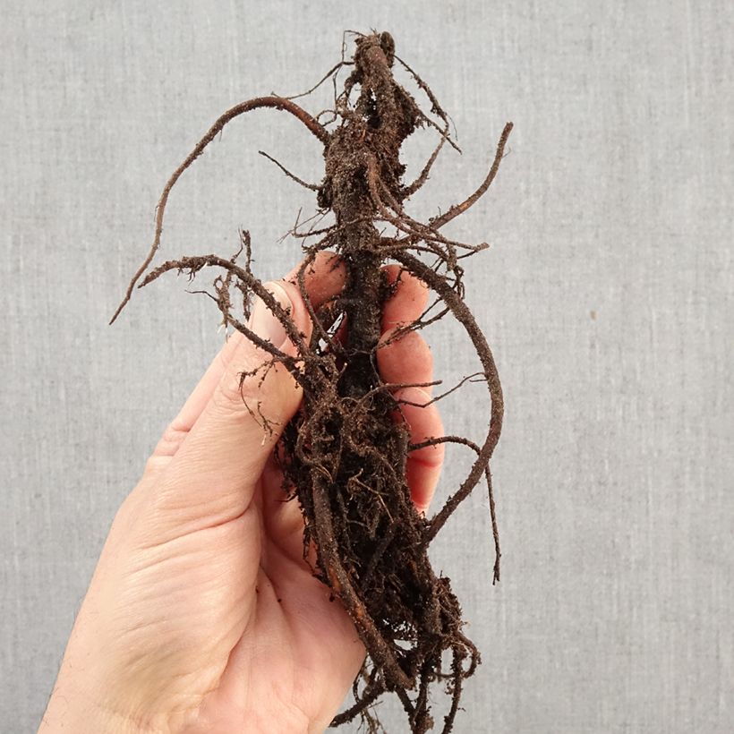 Exemplaar van Sanguisorba menziesii - Pimpernel Naakte wortel zoals geleverd in de winter