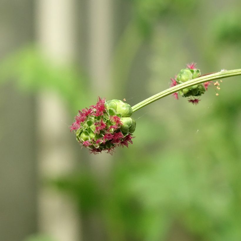 Sanguisorba minor - Kleine pimpernel (Bloei)