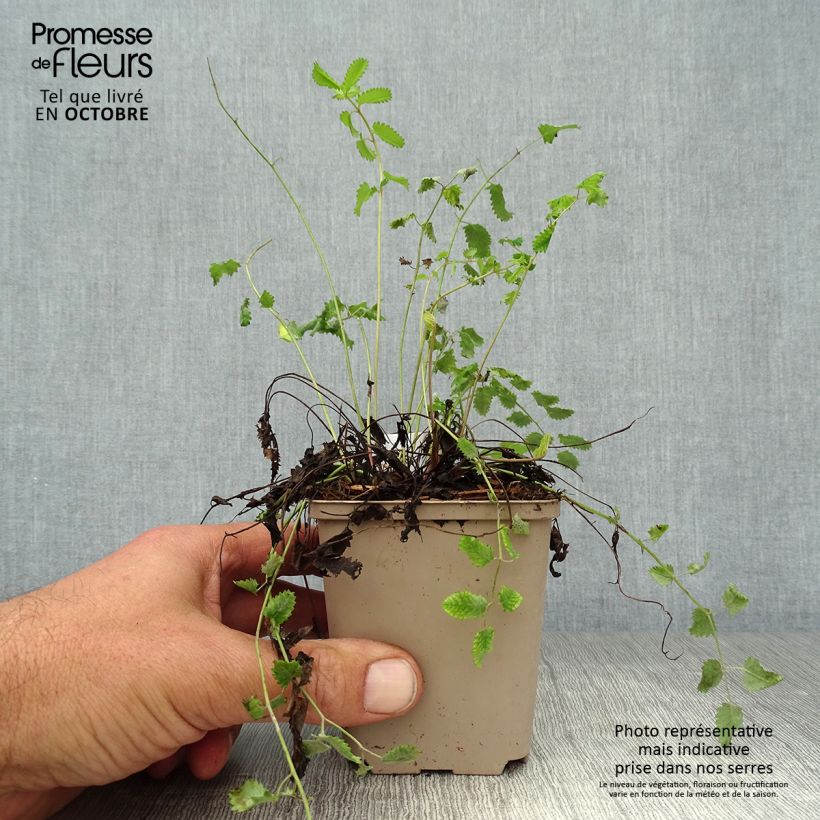 Exemplaar van Sanguisorba officinalis Morning Select - Grote pimpernel Kweekpotje van 8/9 cm zoals geleverd in de herfst