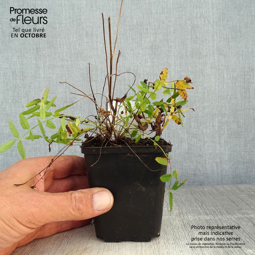 Exemplaar van Sanguisorba officinalis Pink Tanna - Grote pimpernel Kweekpotje van 8/9 cm zoals geleverd in de herfst