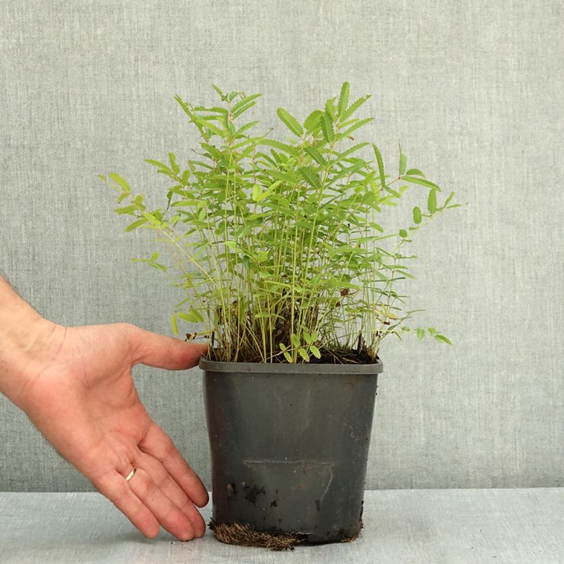 Exemplaar van Sanguisorba officinalis Pink Tanna - Grote pimpernel Pot van 2 l/3 l zoals geleverd in de zomer