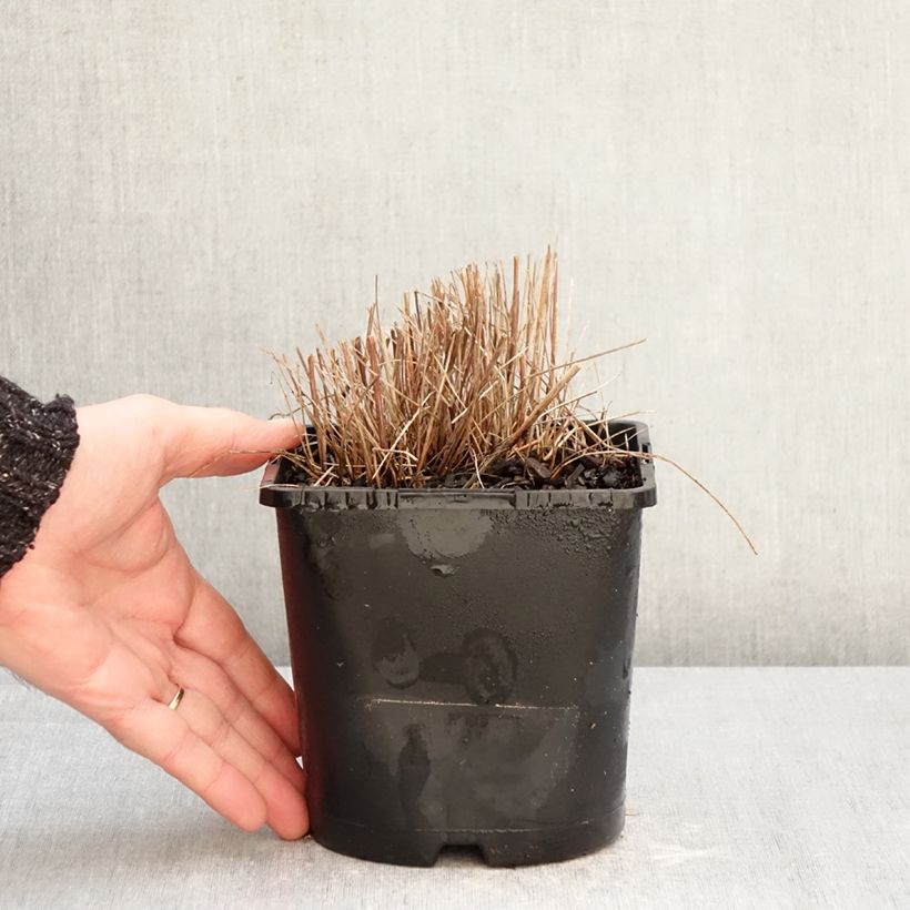 Exemplaar van Sanguisorba officinalis Pink Tanna - Grote pimpernel Pot van 2 l/3 l zoals geleverd in de winter