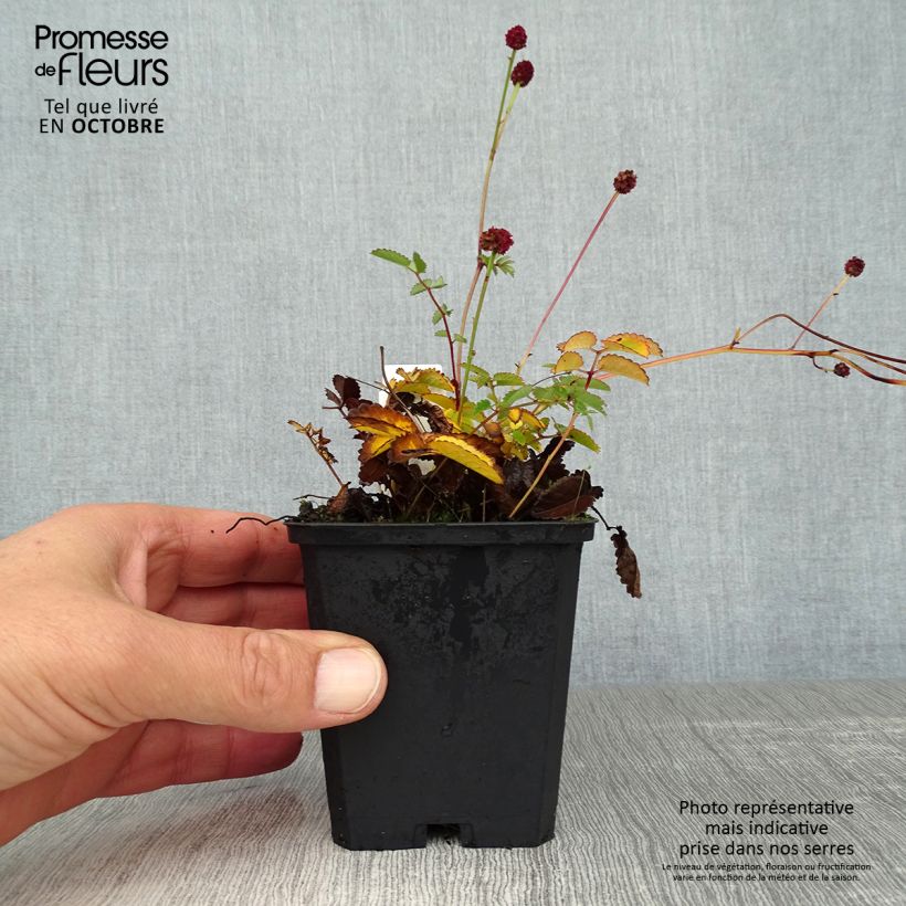 Exemplaar van Sanguisorba officinalis Tanna - Grote pimpernel Kweekpotje van 8/9 cm zoals geleverd in de herfst