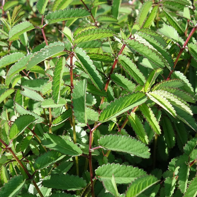 Sanguisorba Plum Drops - Pimpernel (Blad)
