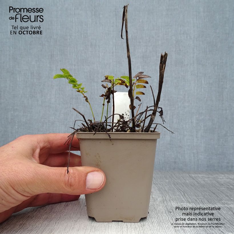 Exemplaar van Sanguisorba Proud Mary - Bloedwortel Kweekpotje van 8/9 cm zoals geleverd in de herfst