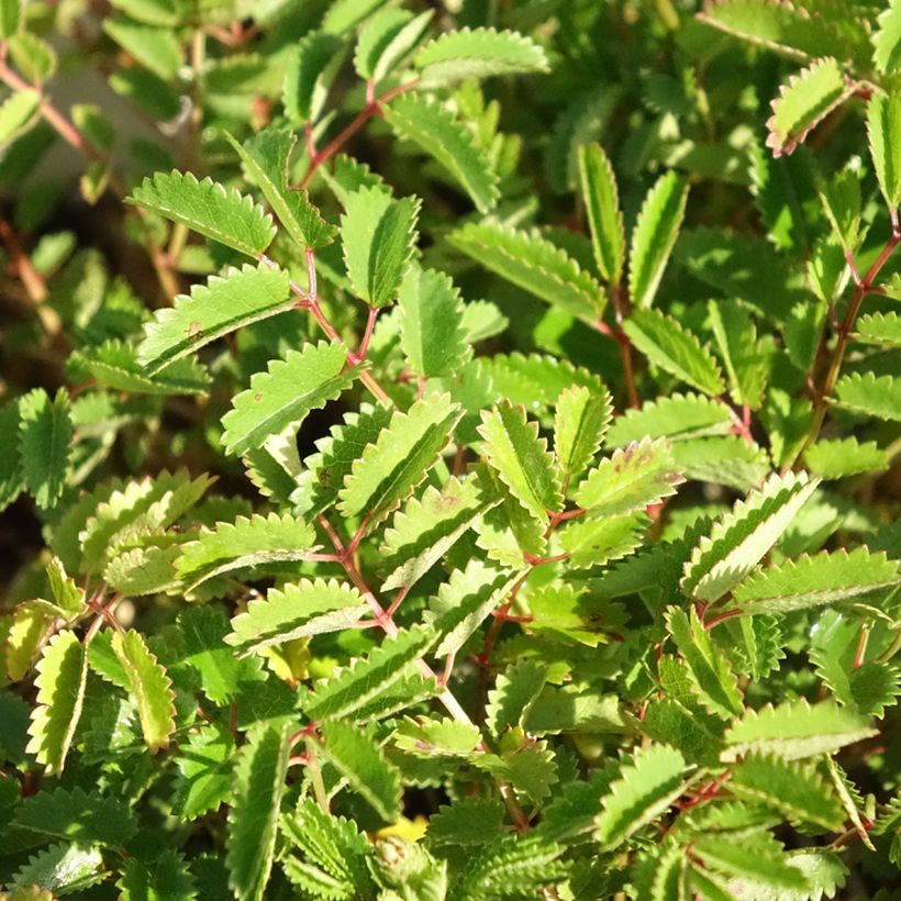 Sanguisorba Proud Mary - Bloedwortel (Blad)