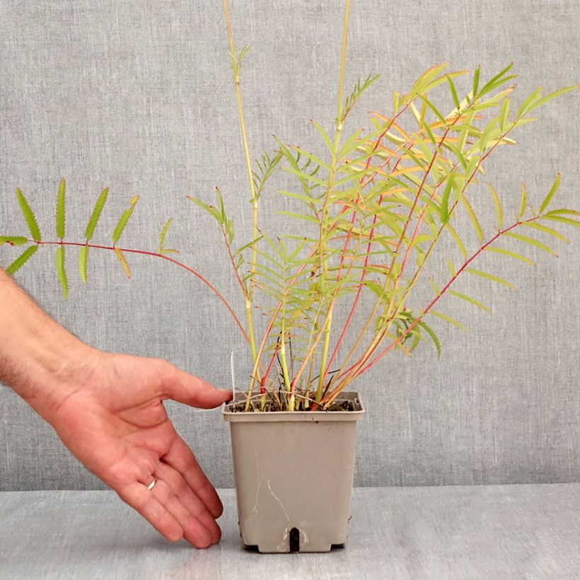 Exemplaar van Sanguisorba tenuifolia Alba - Grote pimpernel Pot van 1 l/1,5 l zoals geleverd in de zomer