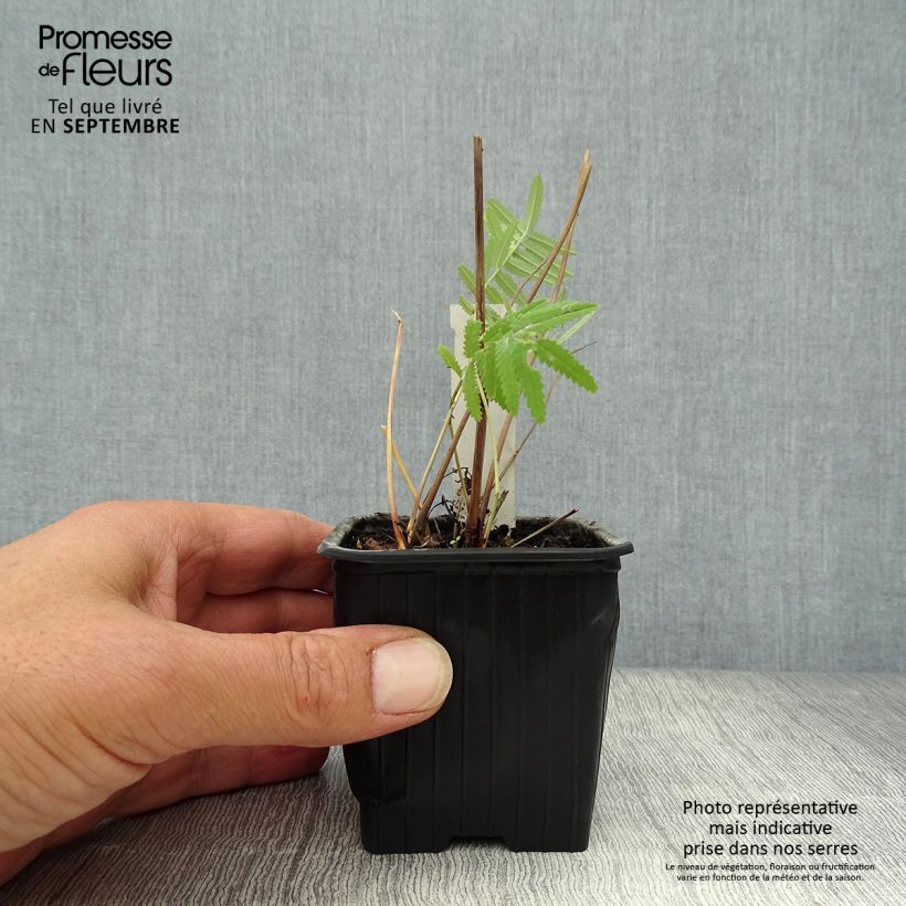 Exemplaar van Sanguisorba tenuifolia Pink Elephant - Grote pimpernel Kweekpotje van 8/9 cm zoals geleverd in de herfst