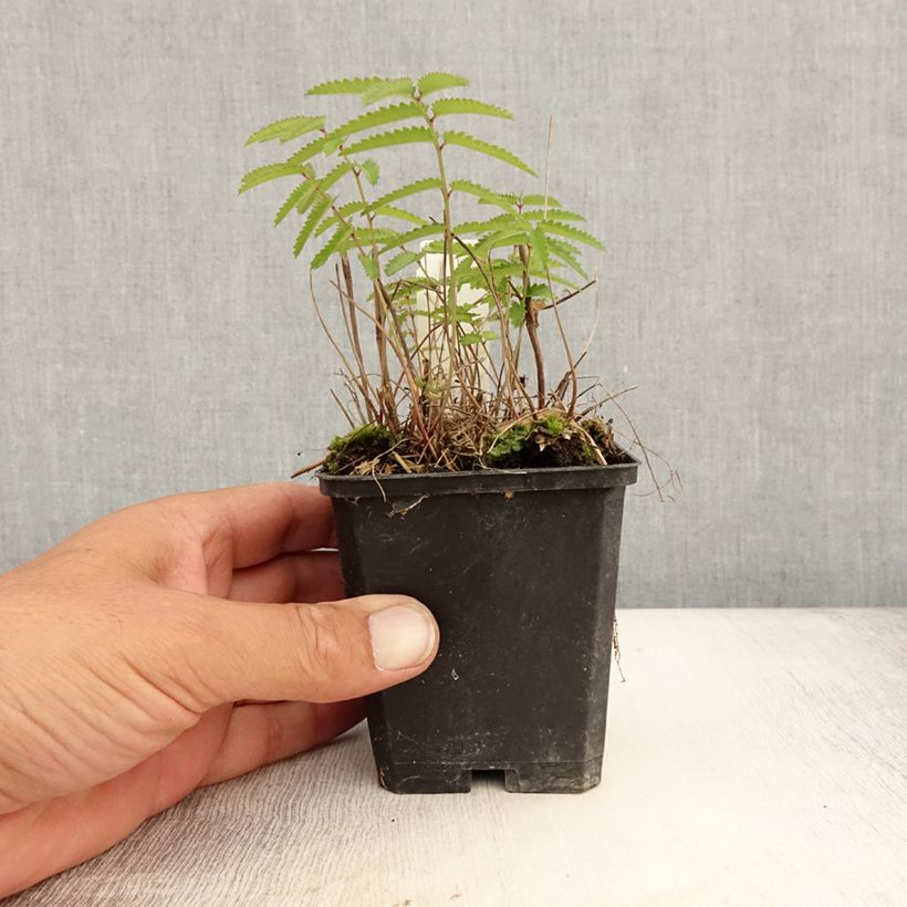 Exemplaar van Sanguisorba tenuifolia var. purpurea - Grote pimpernel Kweekpotje van 8/9 cm zoals geleverd in de zomer