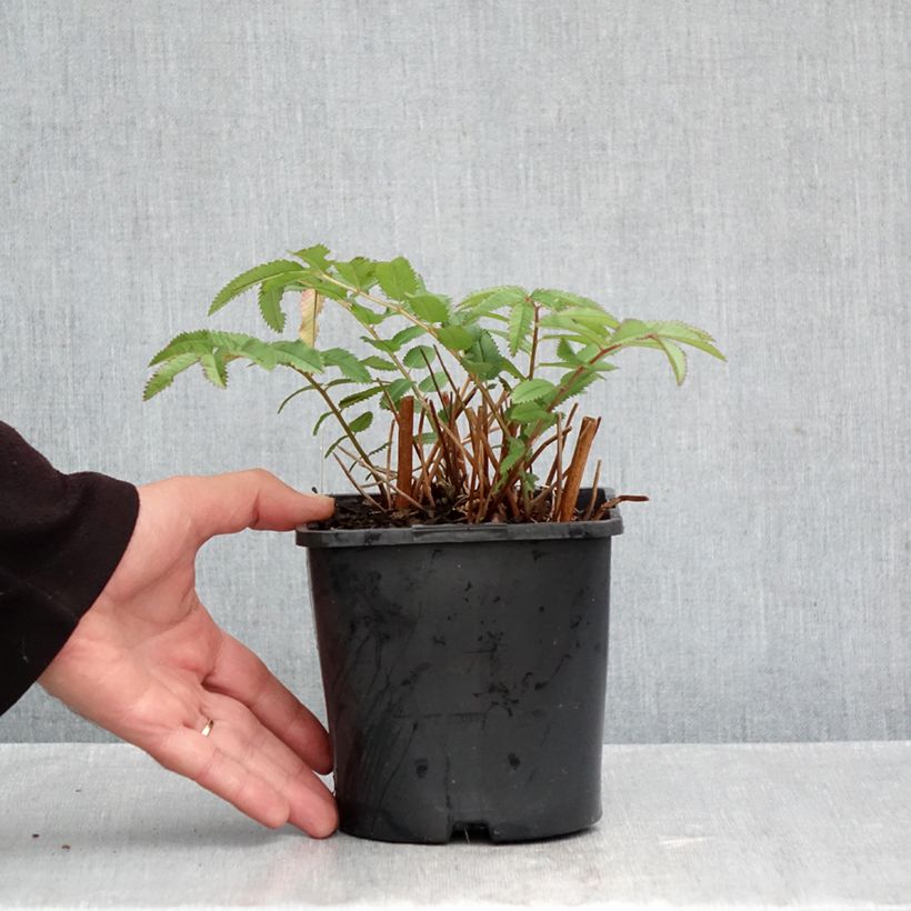 Exemplaar van Sanguisorba White Brushes - Pimpernel Pot van 2 l/3 l zoals geleverd in de herfst