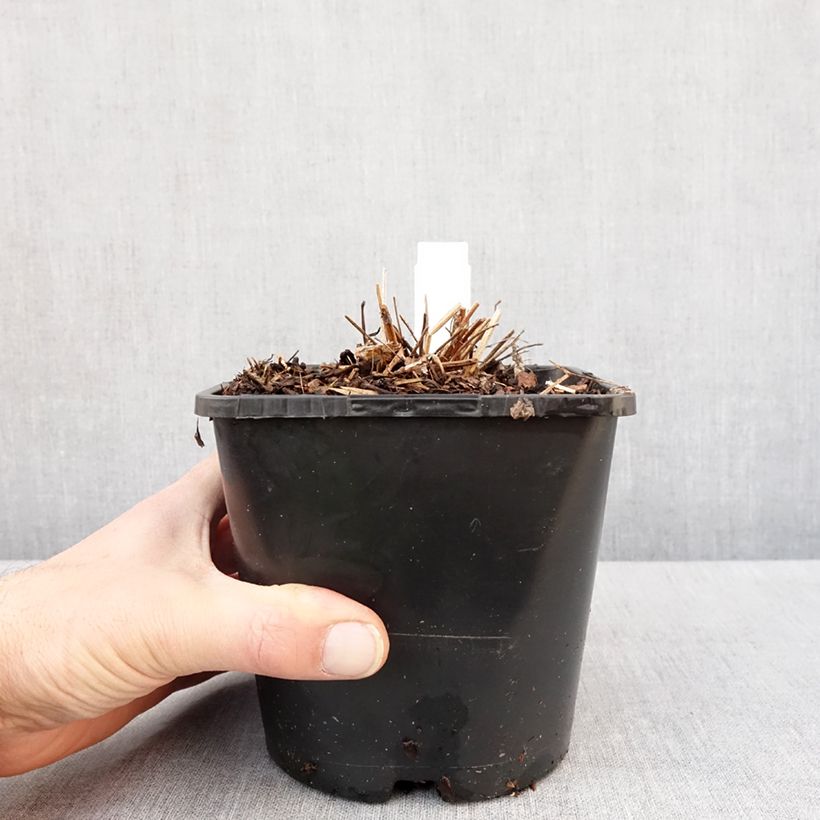 Exemplaar van Sanguisorba White Brushes Pot de 2L/3L zoals geleverd in de winter