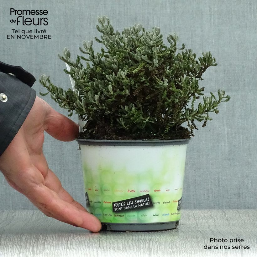 Exemplaar van Santolina virens - Heiligenbloem Pot van 1,5 l/2 l zoals geleverd in de herfst