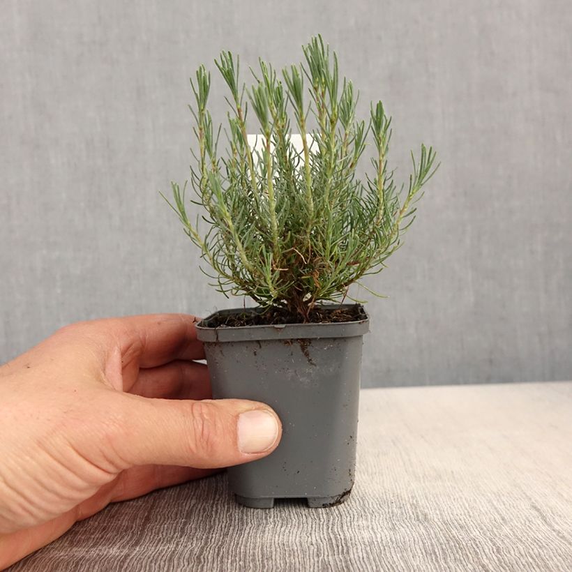 Exemplaar van Santolina virens - Heiligenbloem Kweekpotje van 8/9 cm zoals geleverd in de lente