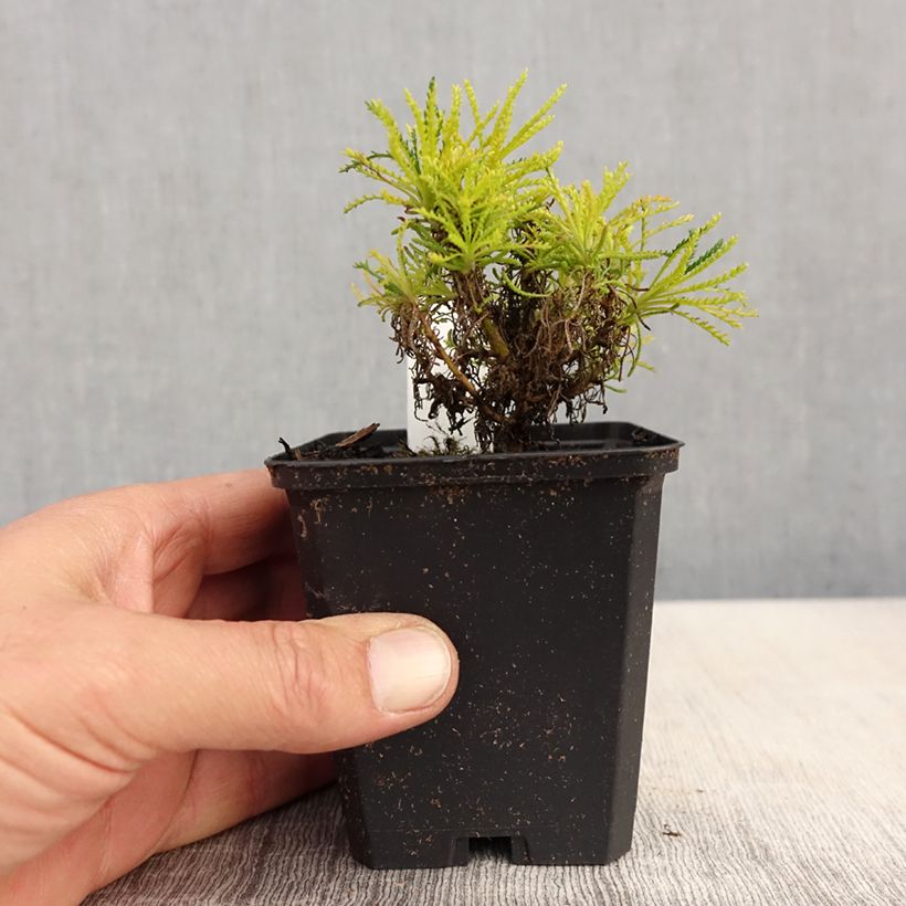 Exemplaar van Santoline Lemon Fizz - Heiligenbloem Kweekpotje van 8/9 cm zoals geleverd in de lente