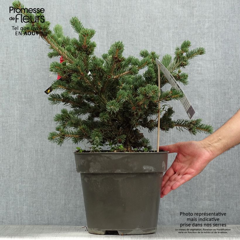Exemplaar van Picea pungens Lucky Strike - Blauwe spar Pot van 3 l/4 l zoals geleverd in de zomer