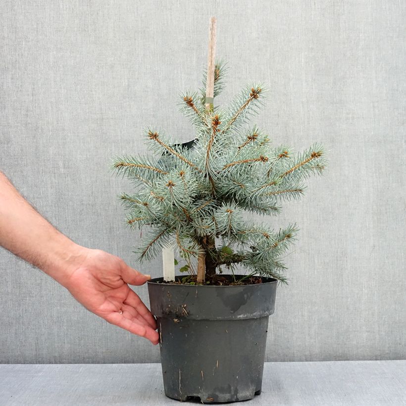 Exemplaar van Picea pungens Blue Diamond - Blauwe spar Pot van 4 l/5 l zoals geleverd in de zomer