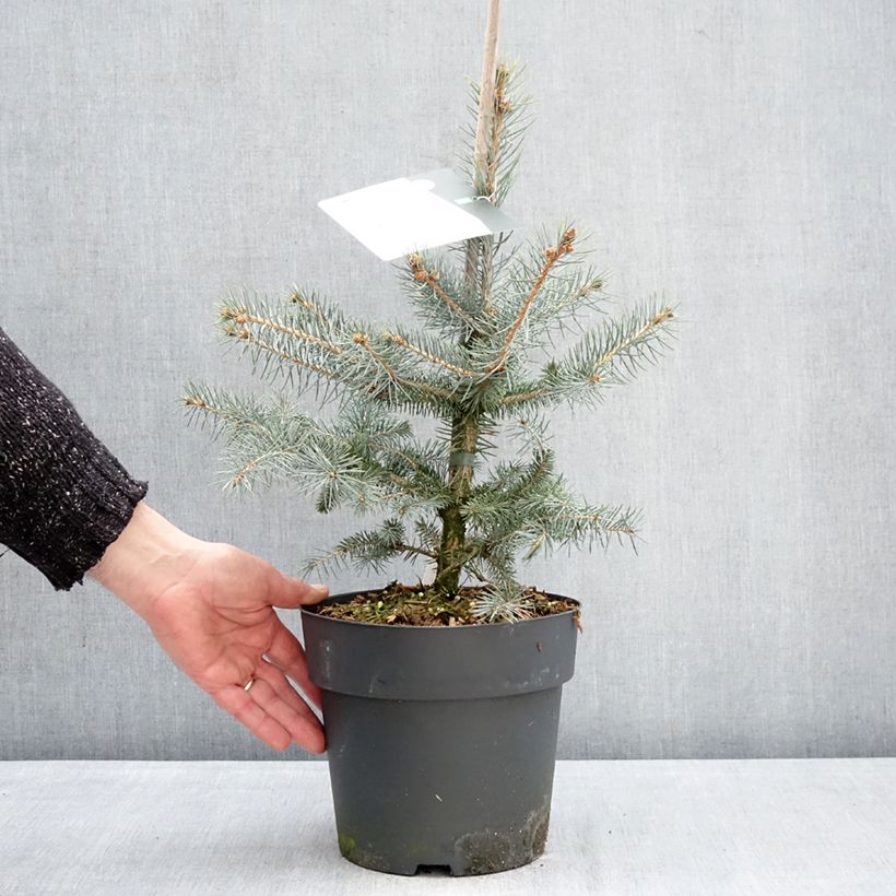 Exemplaar van Picea pungens Blue Diamond - Blauwe spar Pot van 4 l/5 l zoals geleverd in de winter