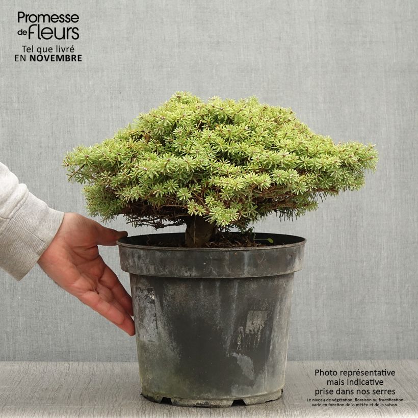Exemplaar van Abies koreana Nadelkissen - Koreaanse zilverspar Pot van 7,5 l/10 l zoals geleverd in de herfst