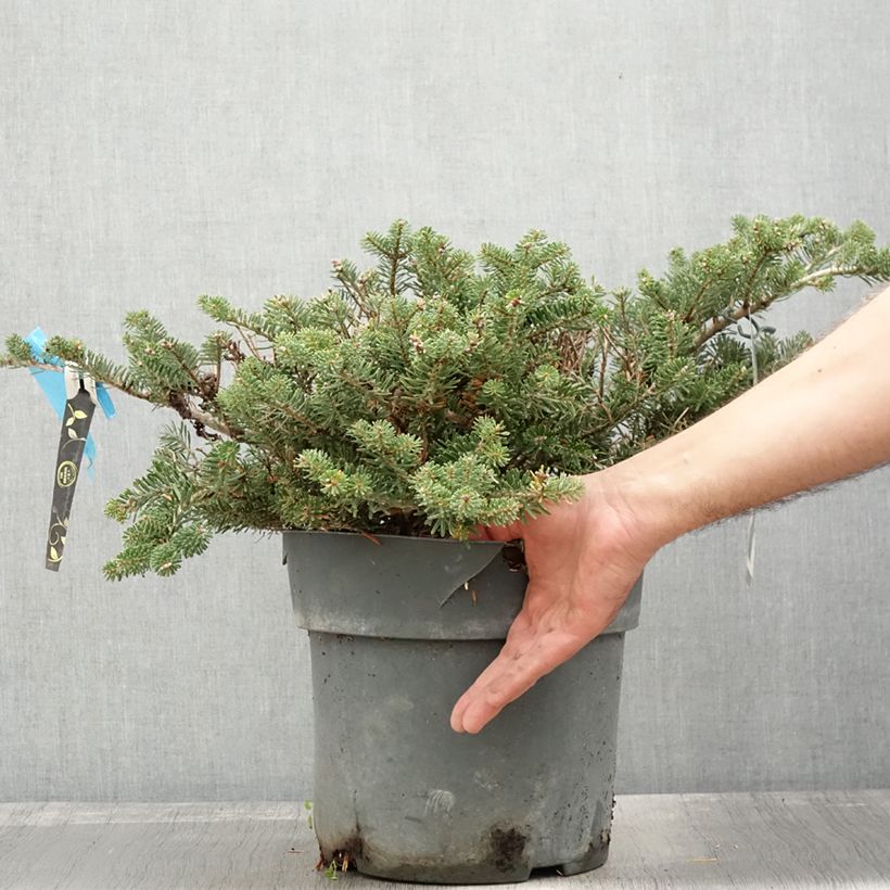 Exemplaar van Abies koreana Green Carpet - Koreaanse zilverspar Pot van 3 l/4 l zoals geleverd in de herfst