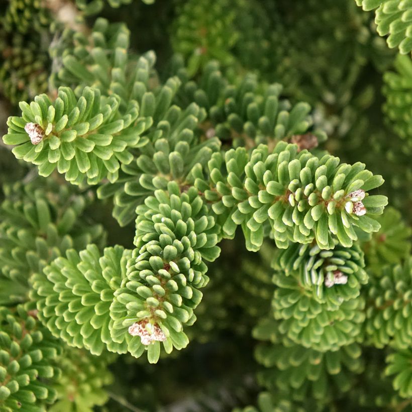 Abies koreana Molli - Koreaanse zilverspar (Blad)